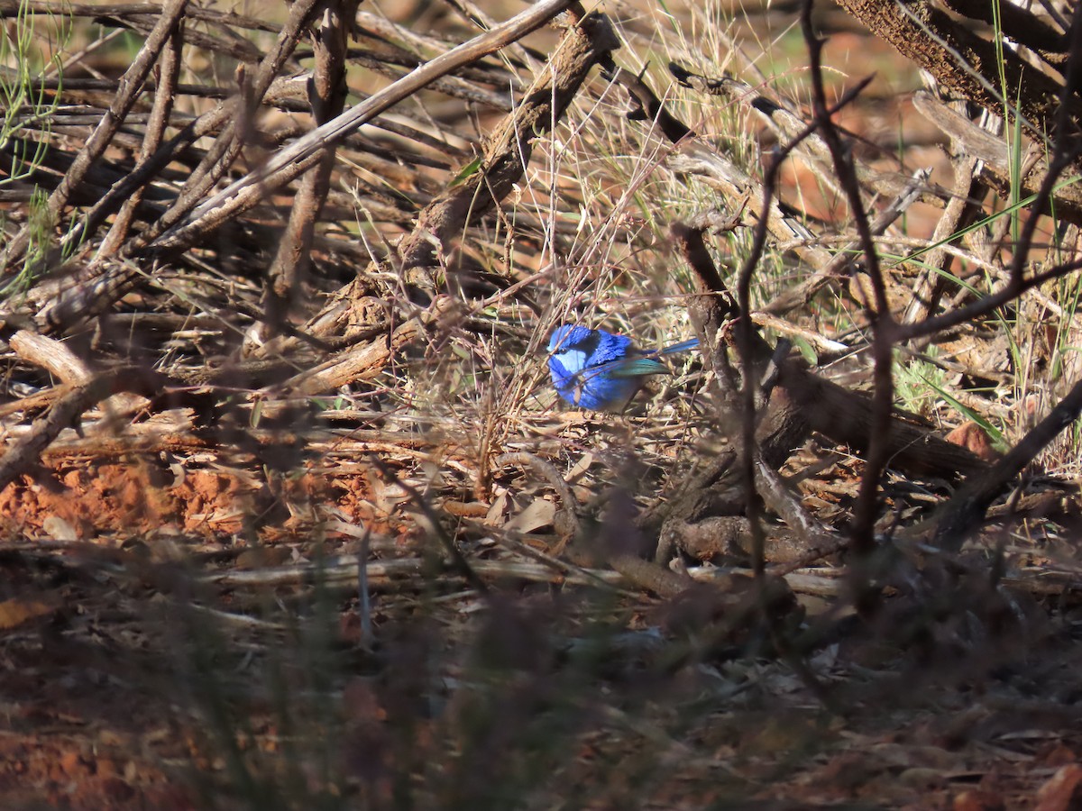 Splendid Fairywren - ML638393314