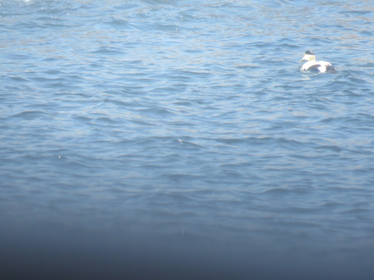 Eider arrunta - ML638393315