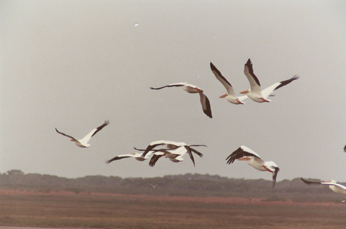 American White Pelican - ML638393319