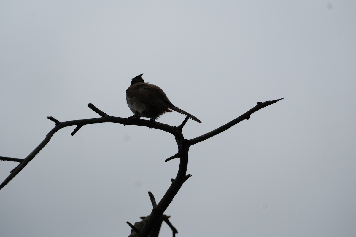 Bulbul masailgorria - ML638393322