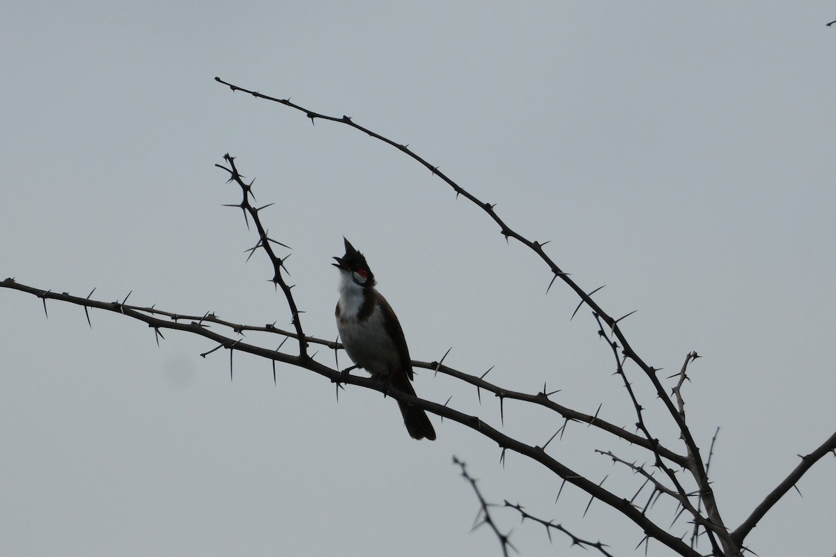 Bulbul masailgorria - ML638393328