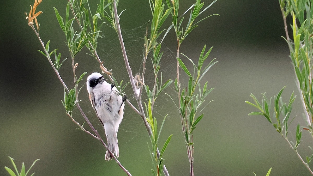 White-crowned Penduline-Tit - ML638393330