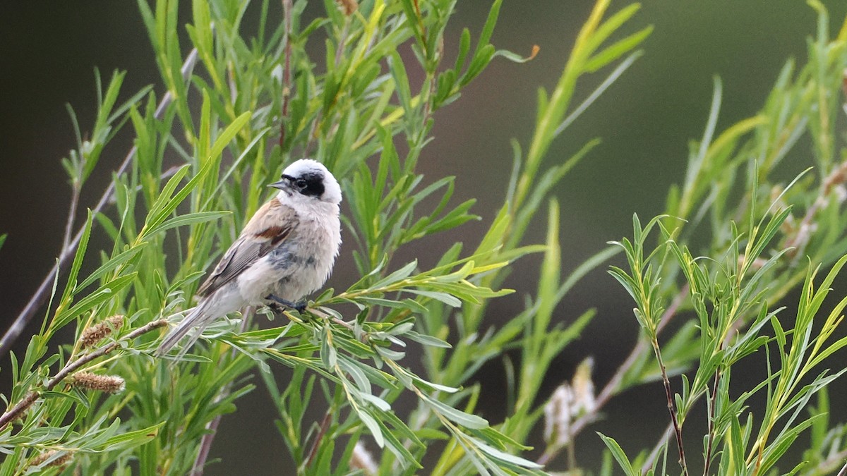 White-crowned Penduline-Tit - ML638393331
