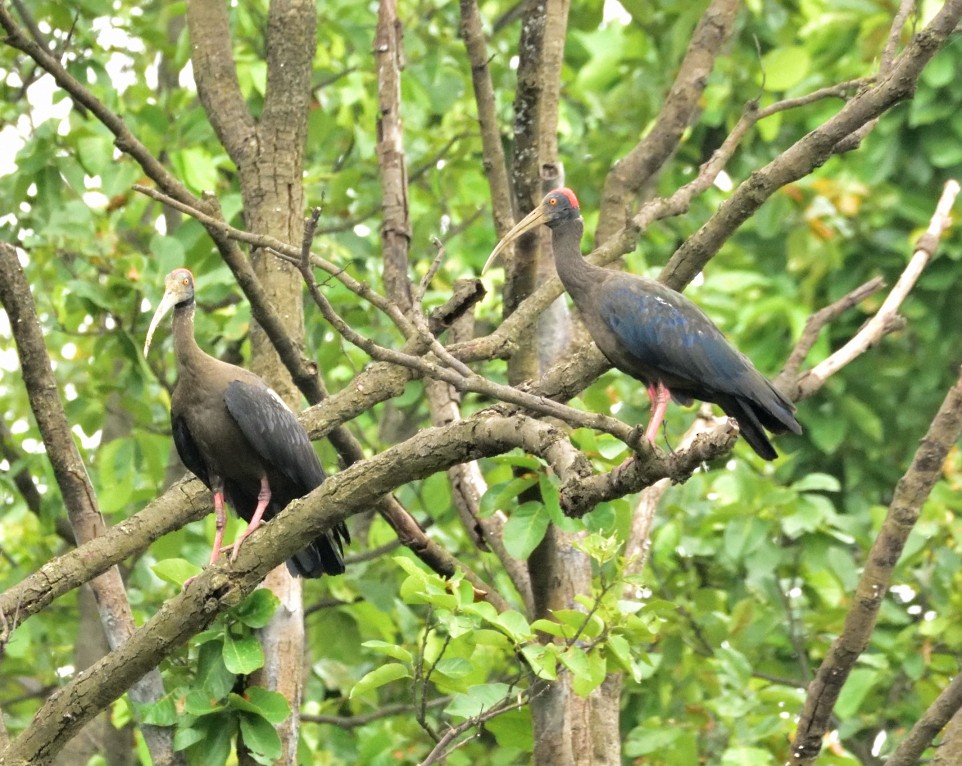 Red-naped Ibis - ML638393332