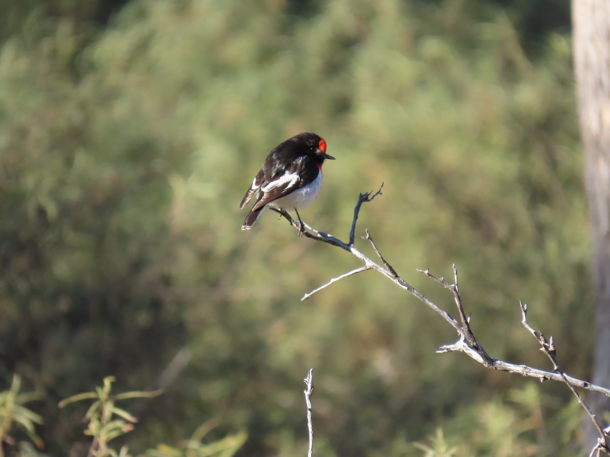 Red-capped Robin - ML638393336