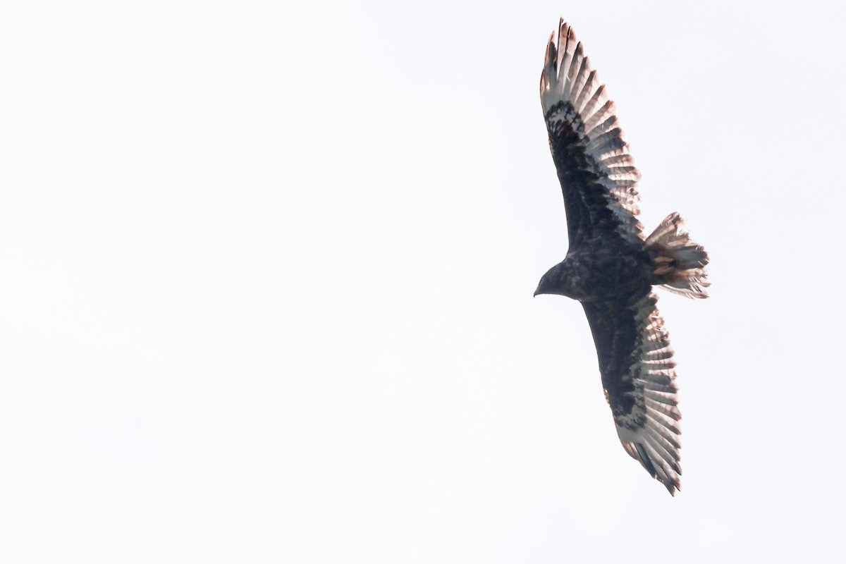 Ferruginous Hawk - ML638393337