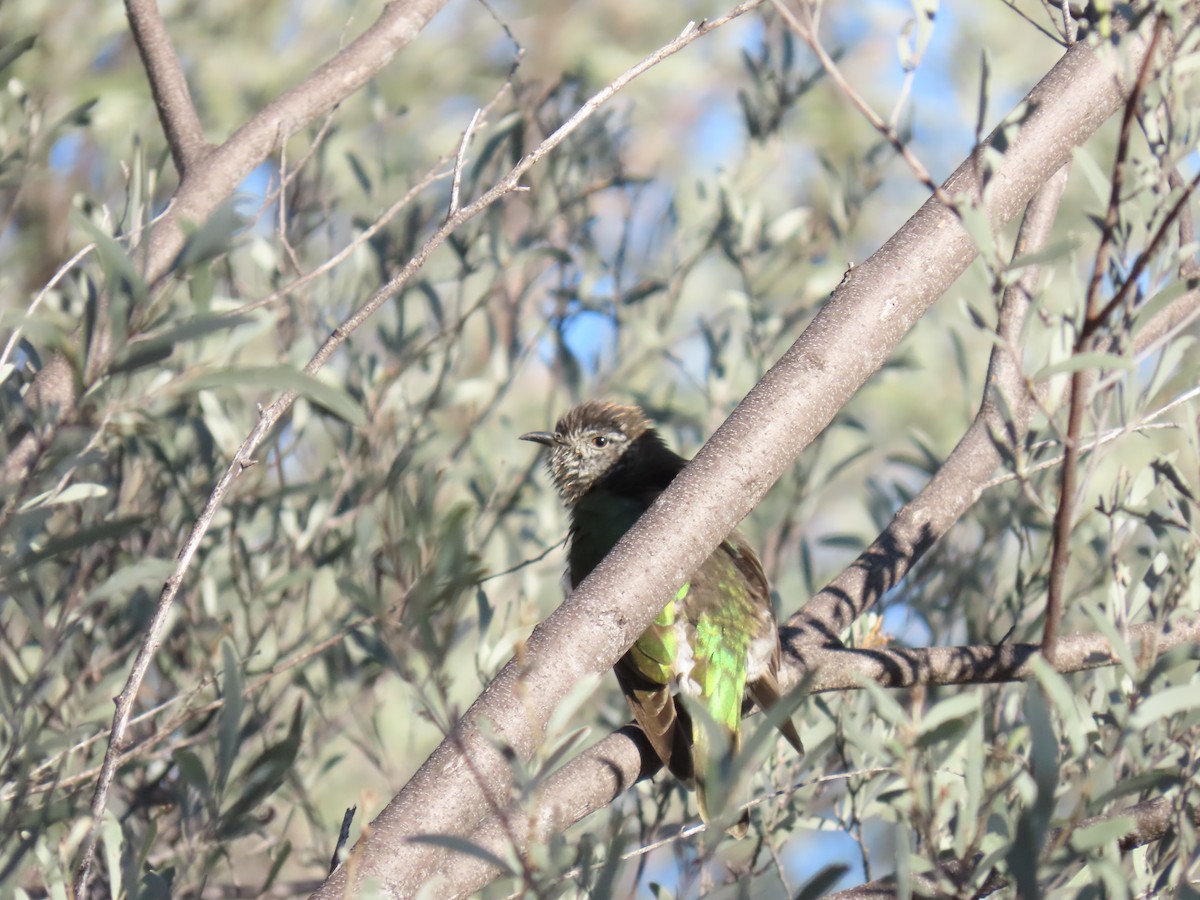 Shining Bronze-Cuckoo (Golden) - ML638393343