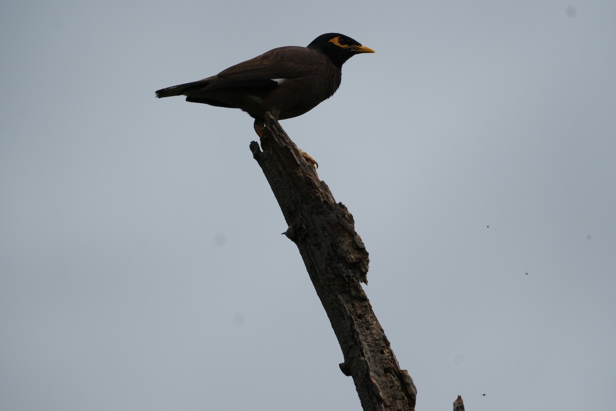 hyrdestær - ML638393369