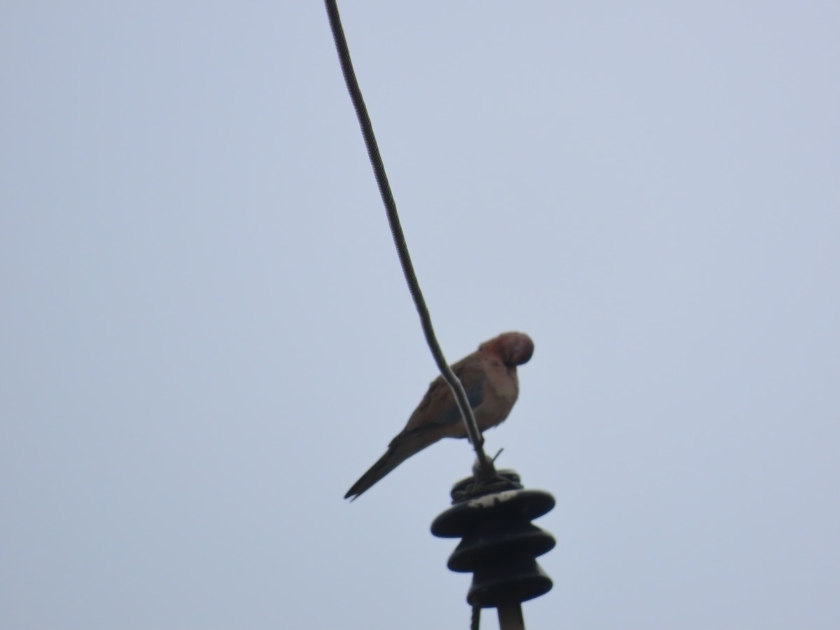 Laughing Dove - ML638393429