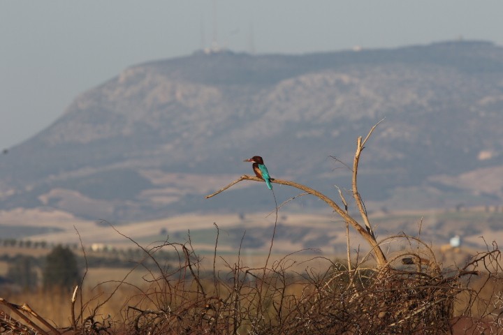 White-throated Kingfisher - ML638393430