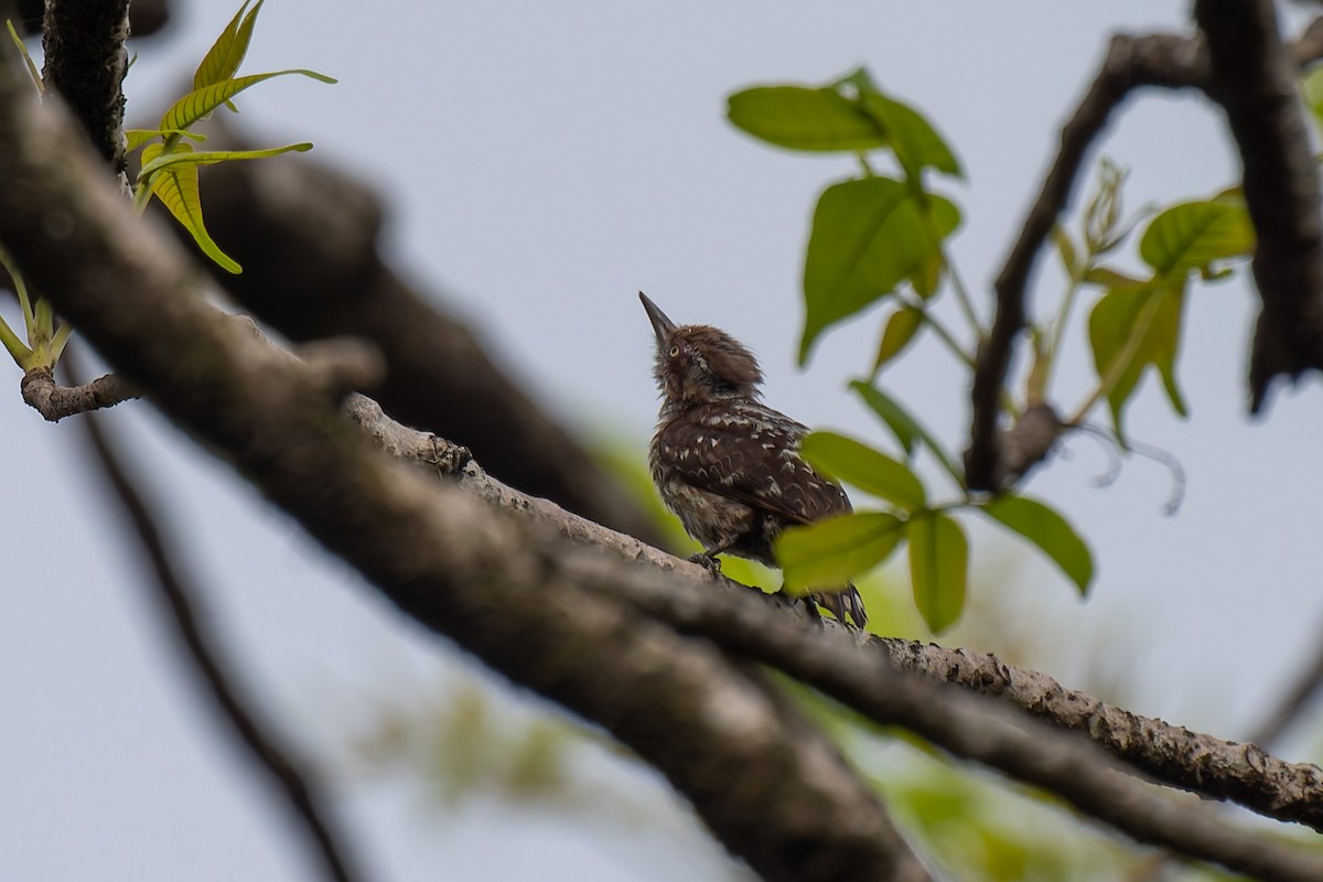 Brown-capped Pygmy Woodpecker - ML638393434