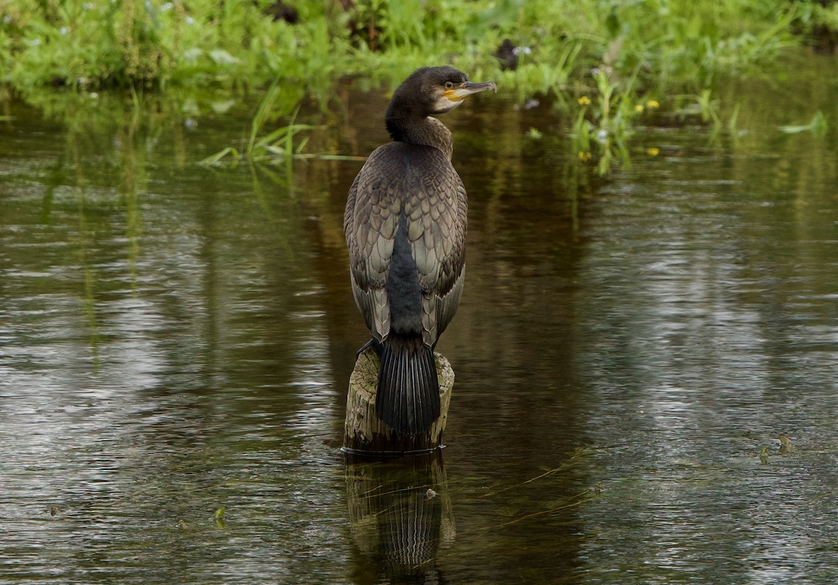 Great Cormorant - ML638393435