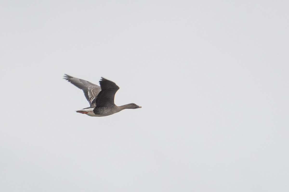 Taiga/Tundra Bean-Goose - ML638393487