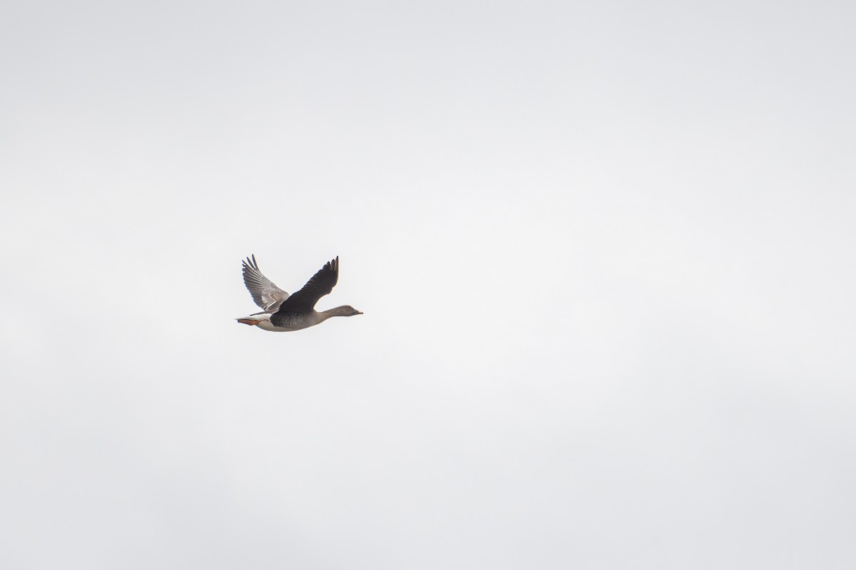 Taiga/Tundra Bean-Goose - ML638393488