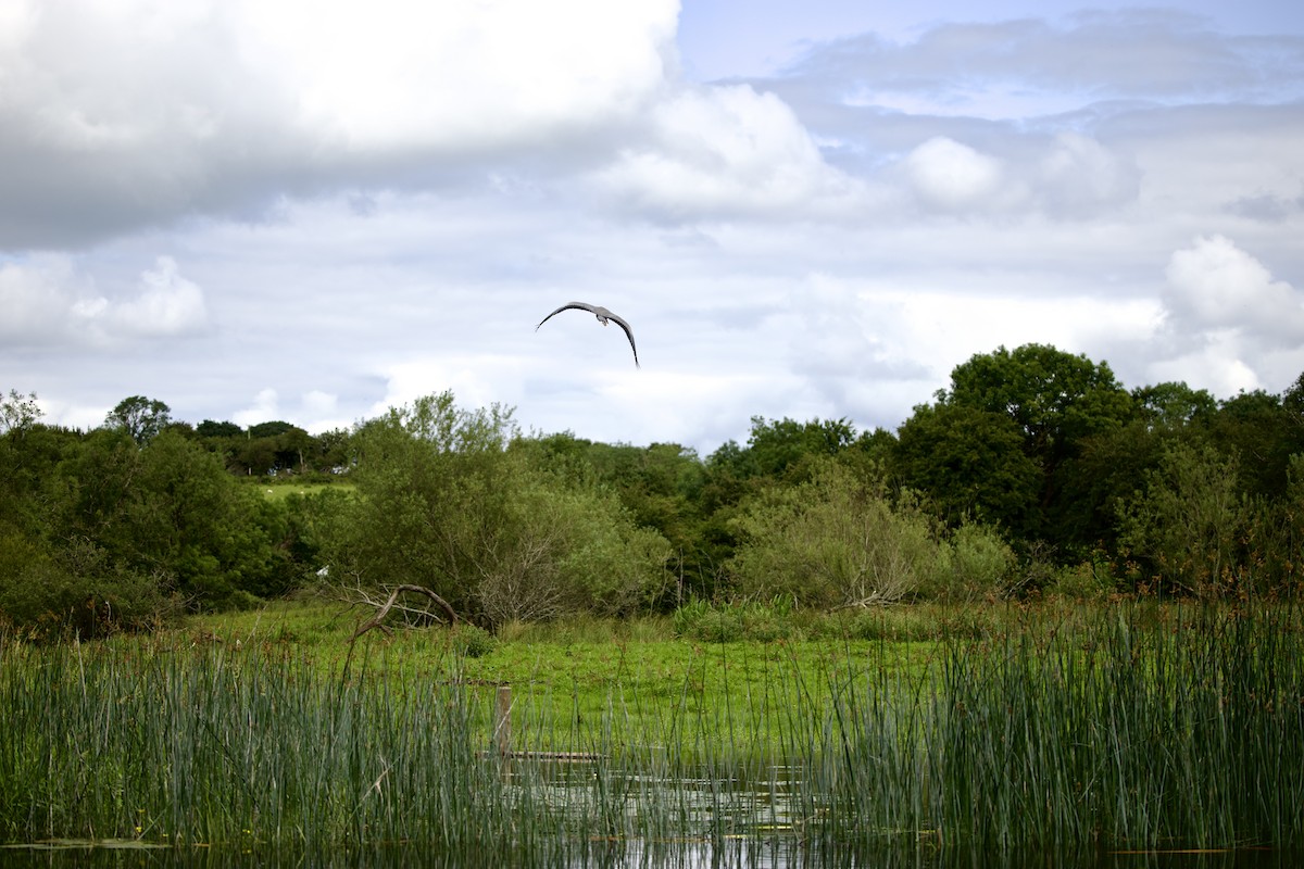 Gray Heron (Gray) - ML638393494