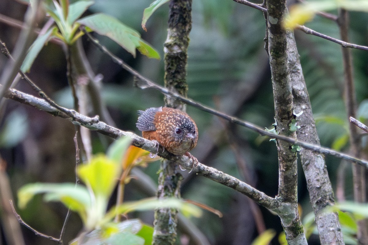 Bar-winged Wren-Babbler - ML638393496