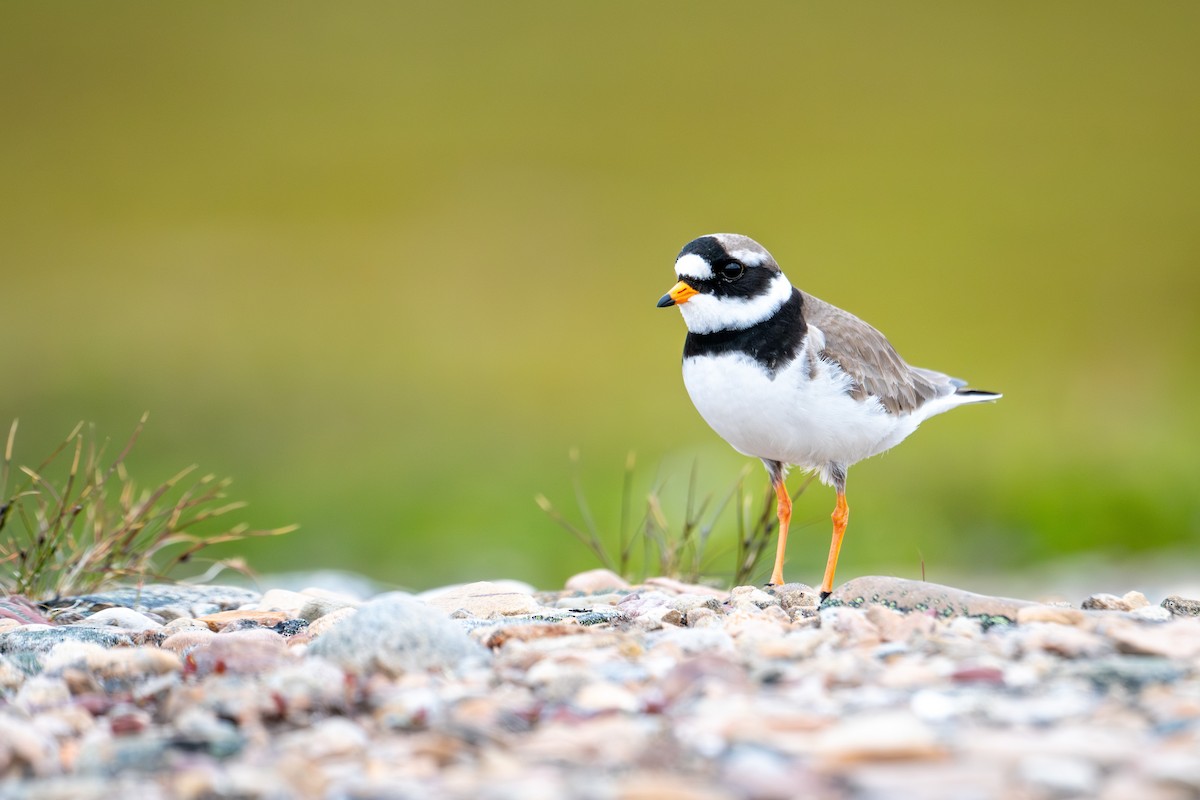 Common Ringed Plover - ML638393502