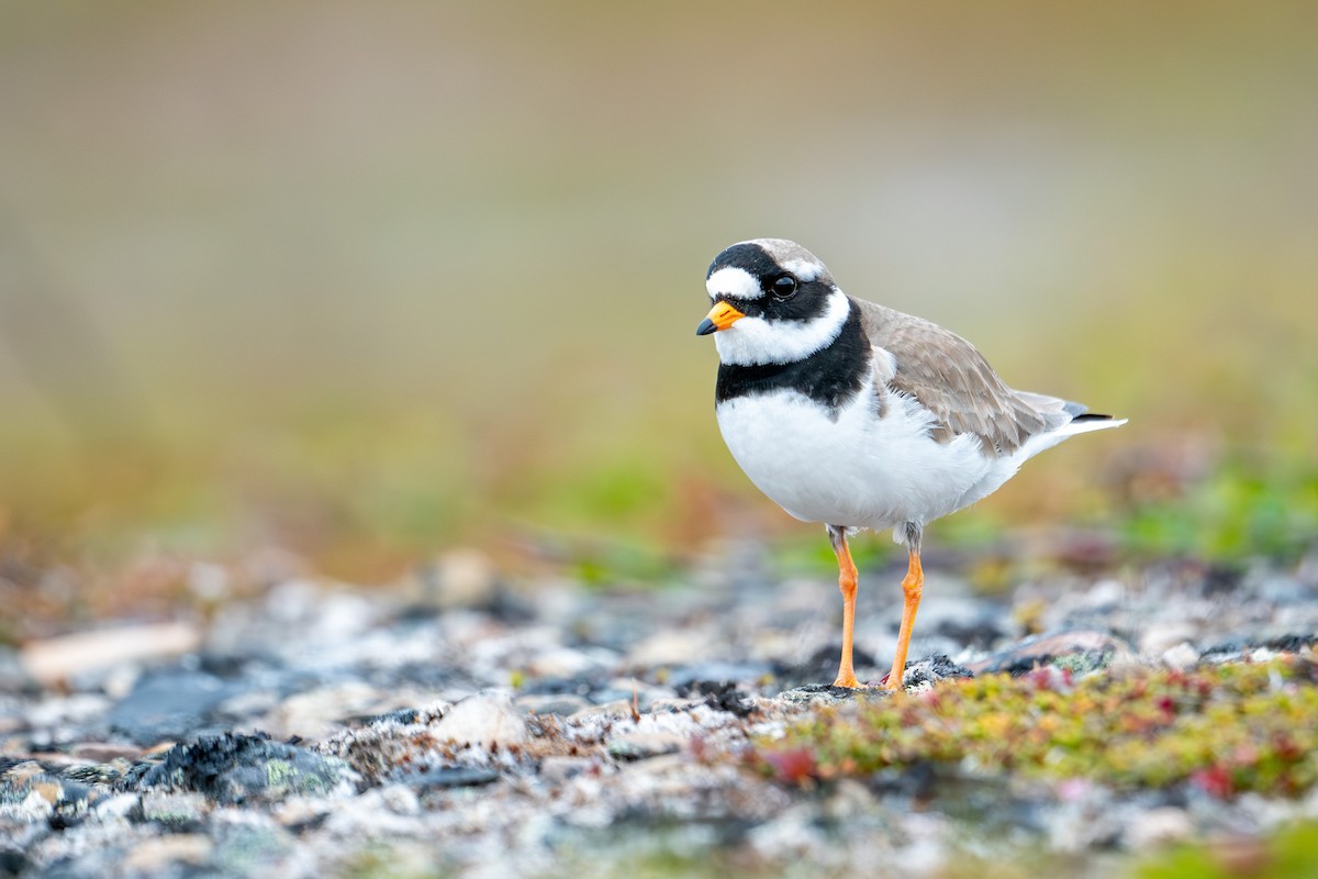 Common Ringed Plover - ML638393504