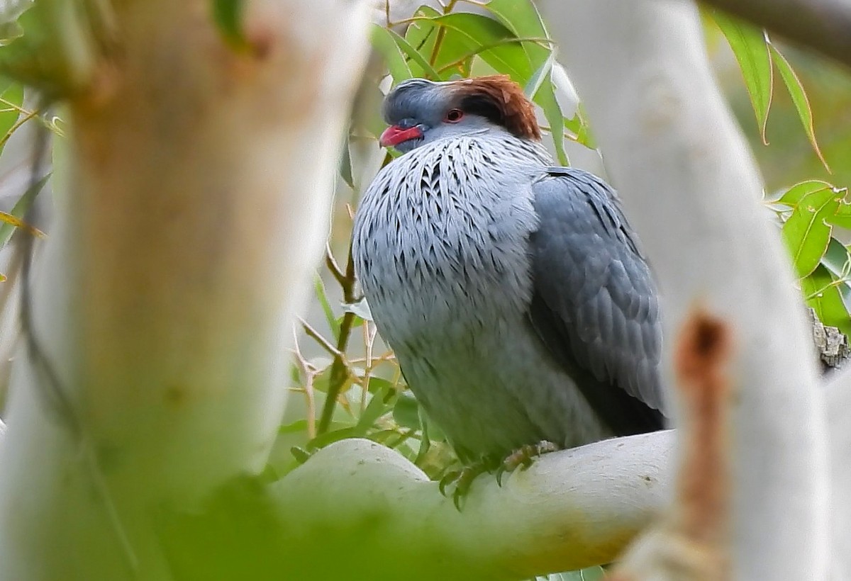 Topknot Pigeon - ML638393521