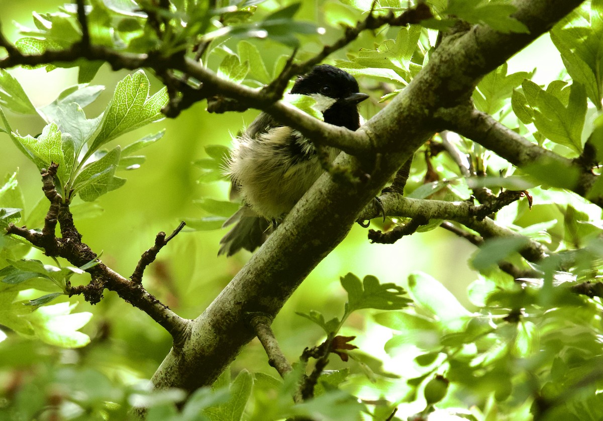 Coal Tit - ML638393523