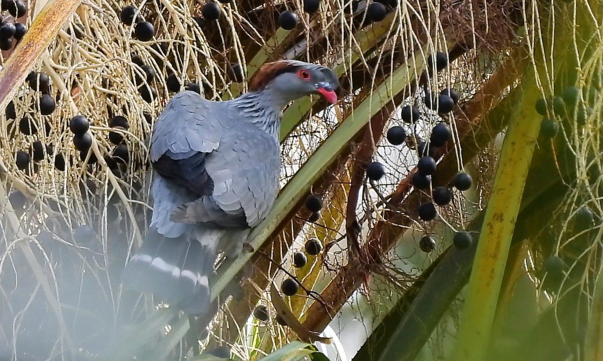 Topknot Pigeon - ML638393525