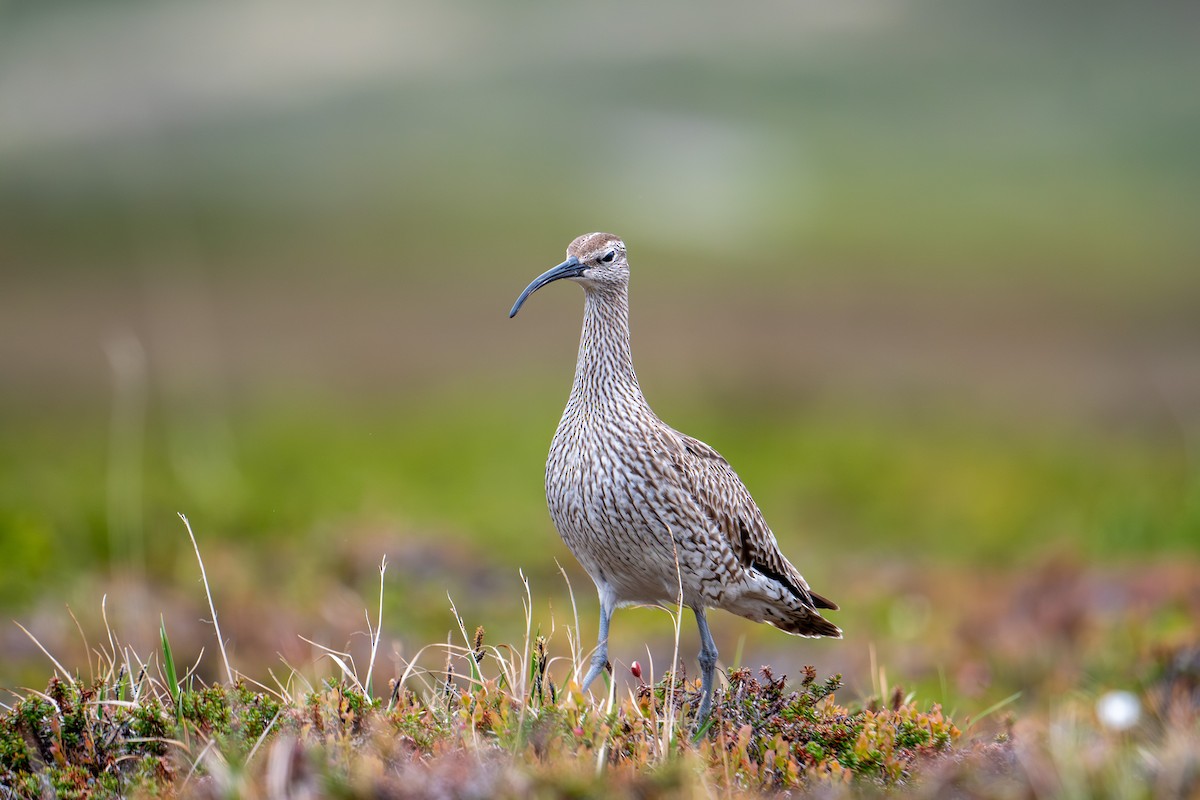 チュウシャクシギ - ML638393529