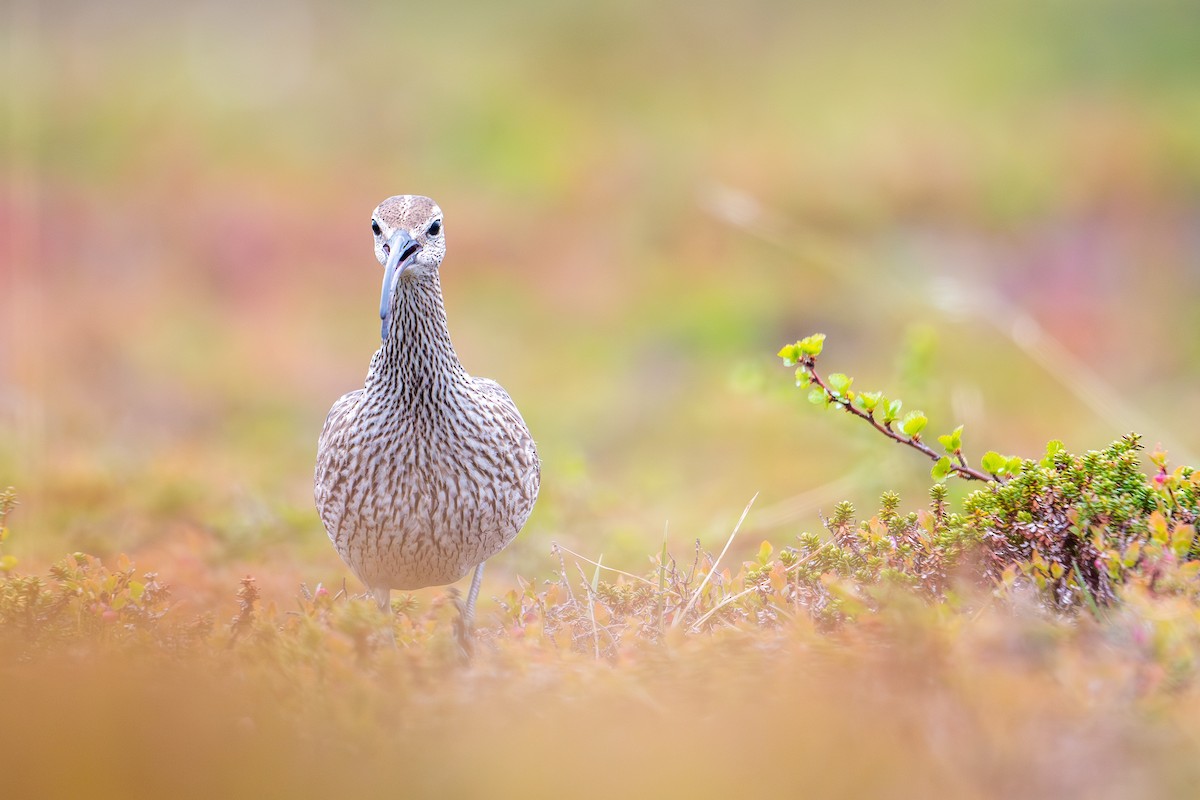 チュウシャクシギ - ML638393536