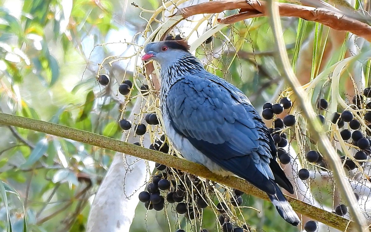 Topknot Pigeon - ML638393538