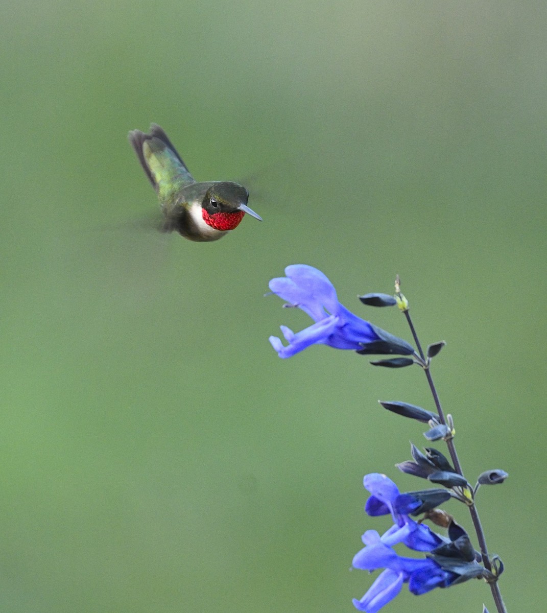Ruby-throated Hummingbird - ML638393546