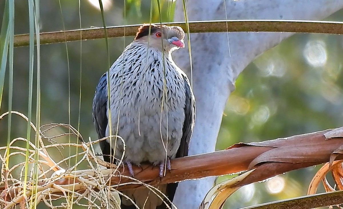 Topknot Pigeon - ML638393569