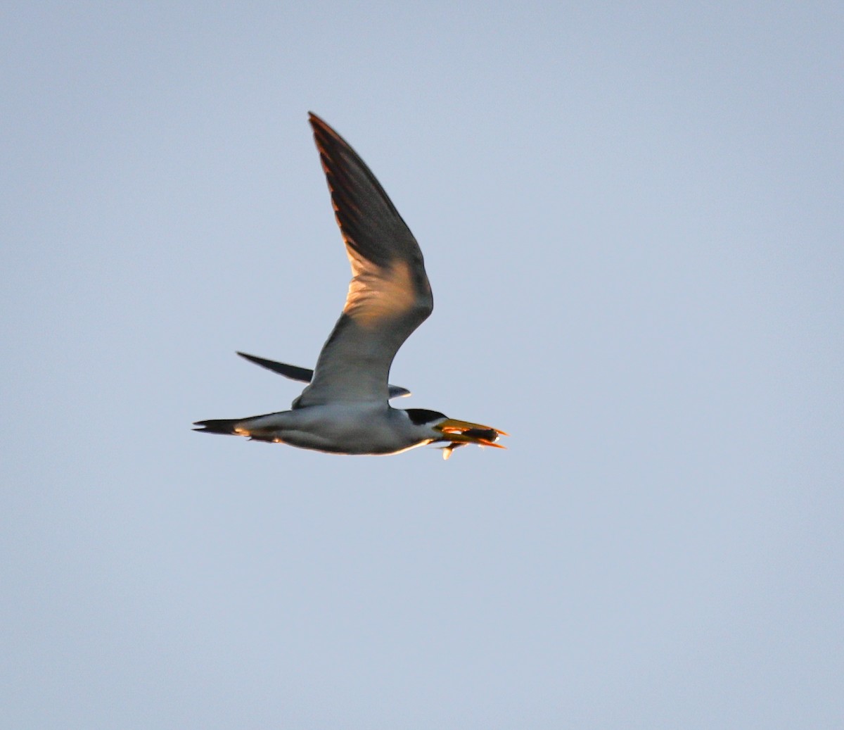 Large-billed Tern - ML638393573