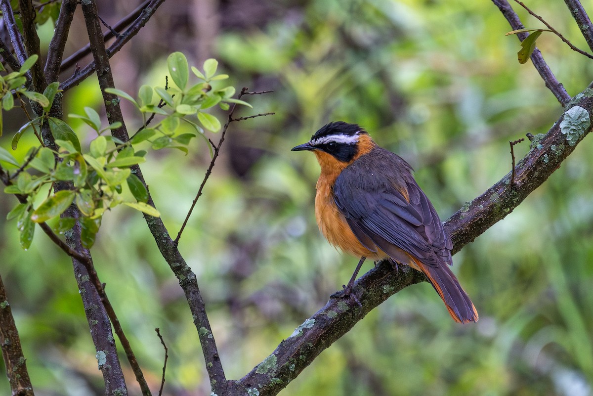 White-browed Robin-Chat - ML638393575