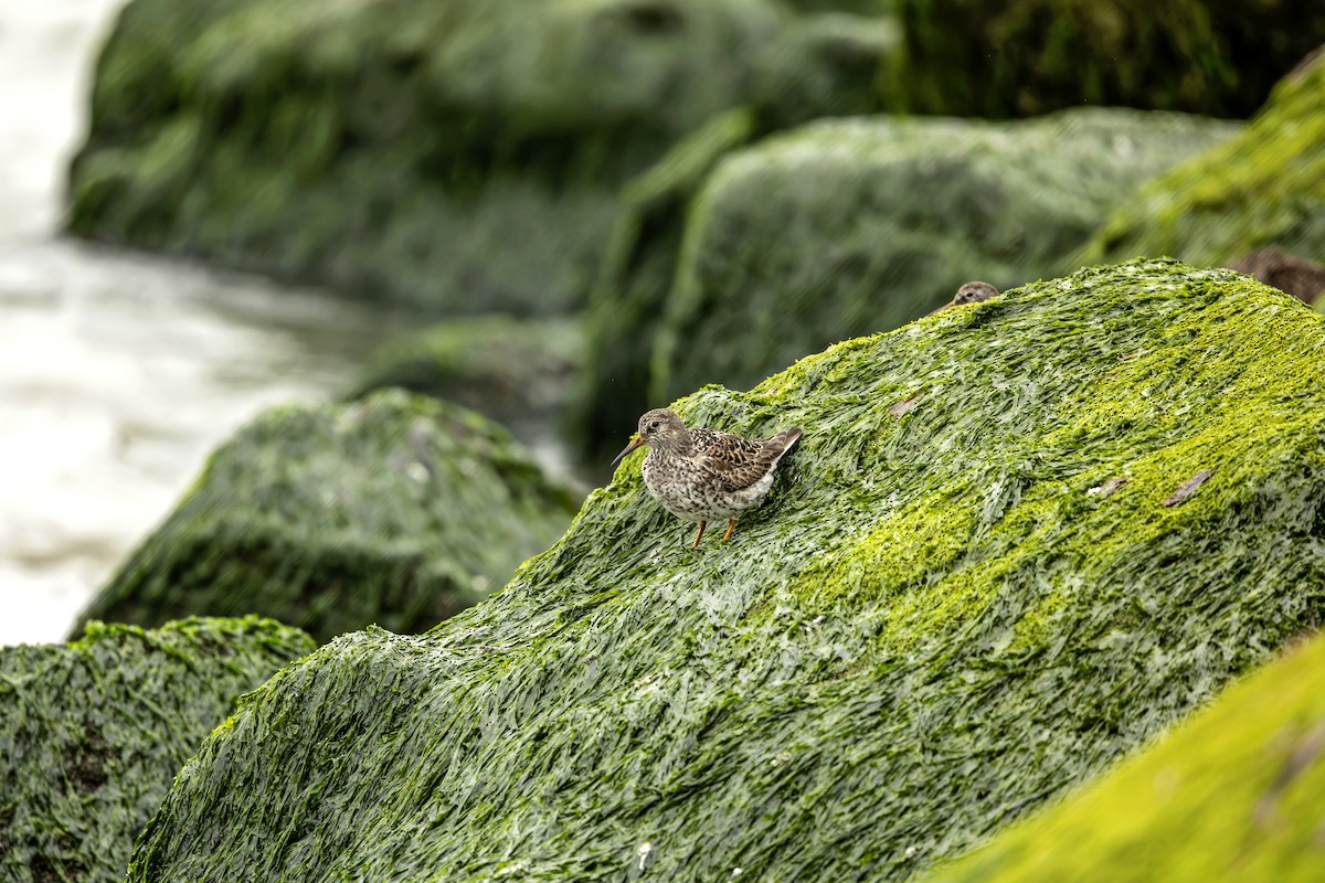 Purple Sandpiper - ML638393612