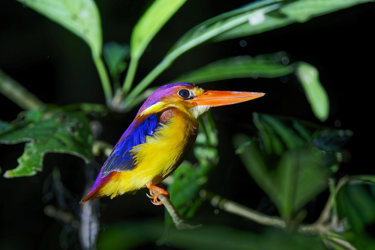 Rufous-backed Dwarf-Kingfisher - ML638393628