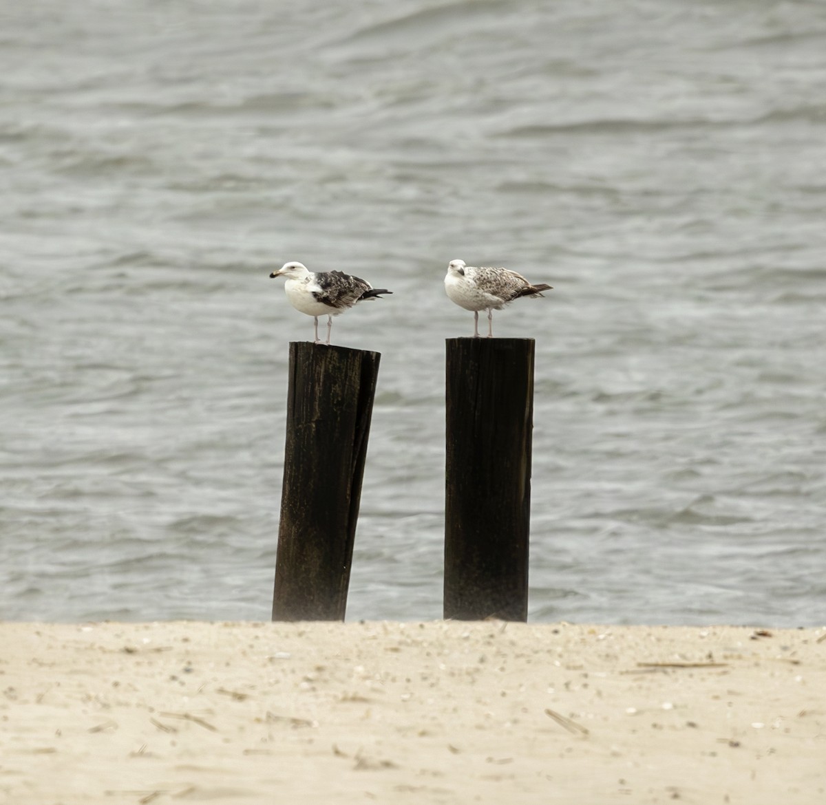 Great Black-backed Gull - ML638393642