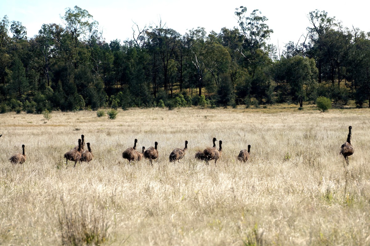 emu hnědý - ML638393645