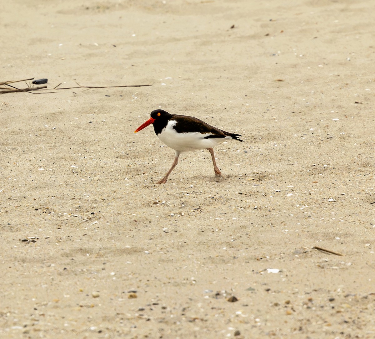 American Oystercatcher - ML638393661