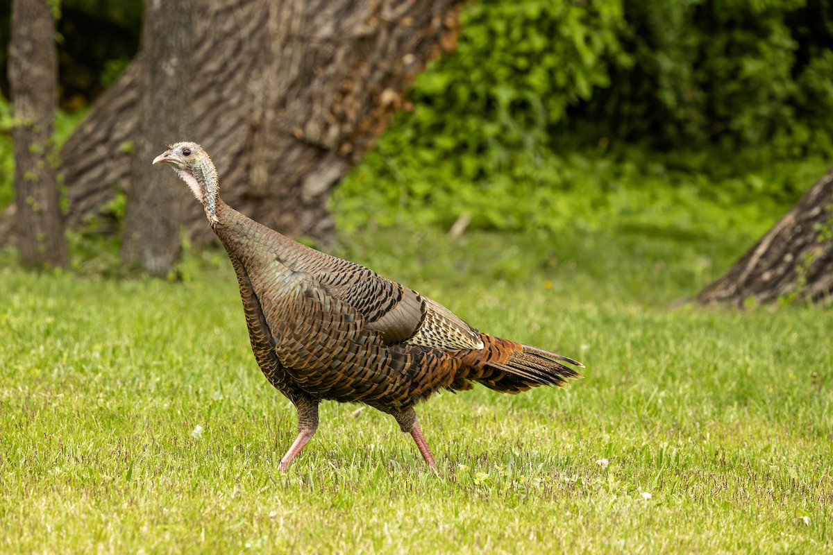 Wild Turkey - ML638393663