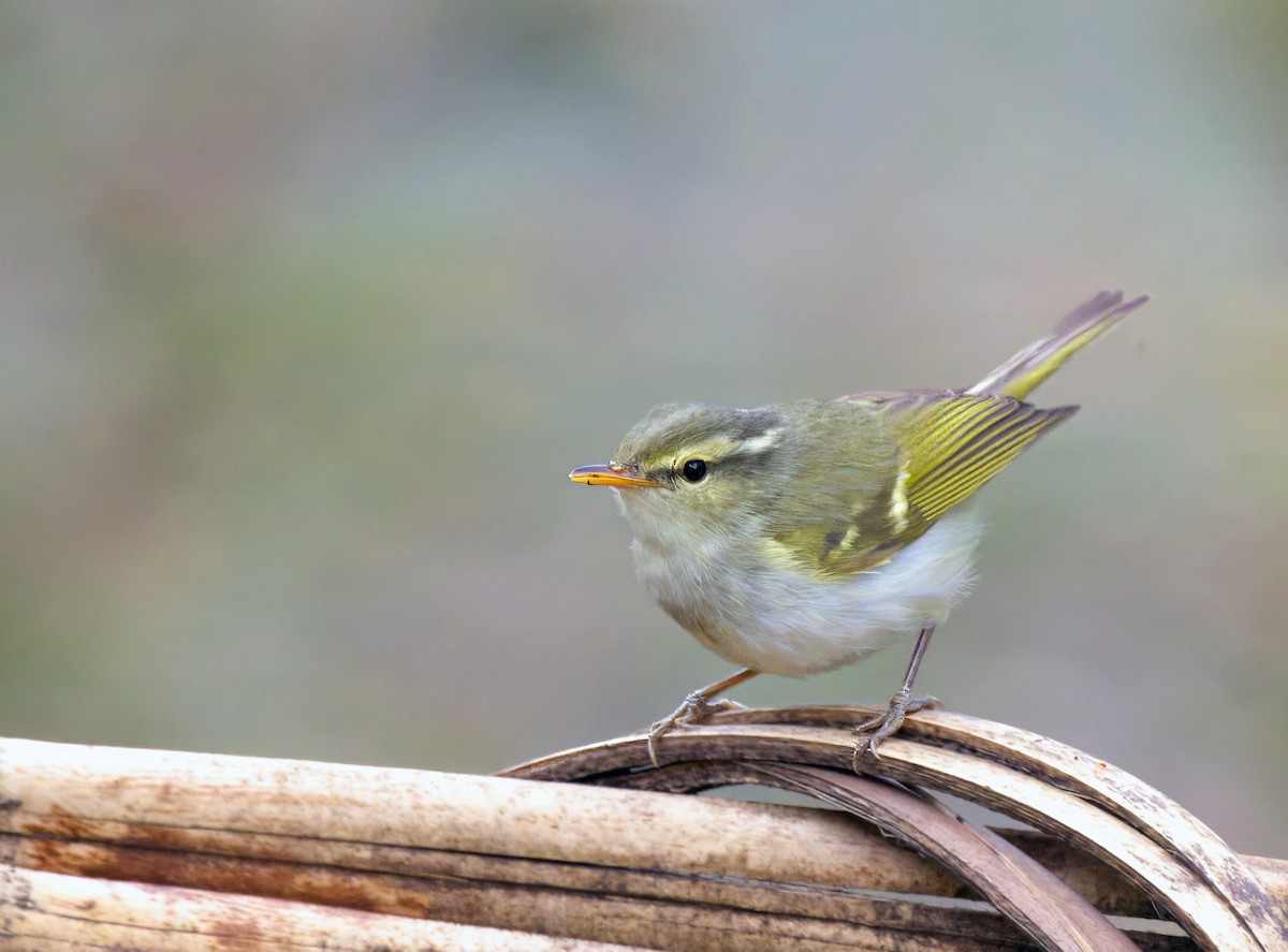 Blyth's Leaf Warbler - ML638393674