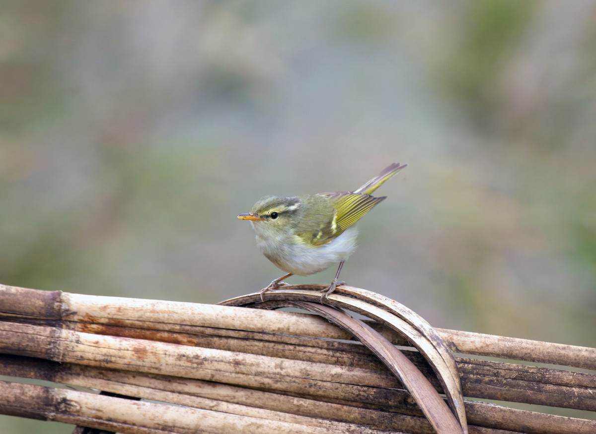 Blyth's Leaf Warbler - ML638393675