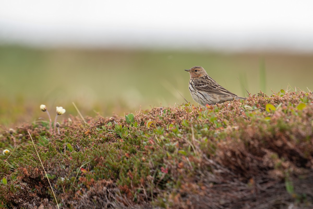 Red-throated Pipit - ML638393678