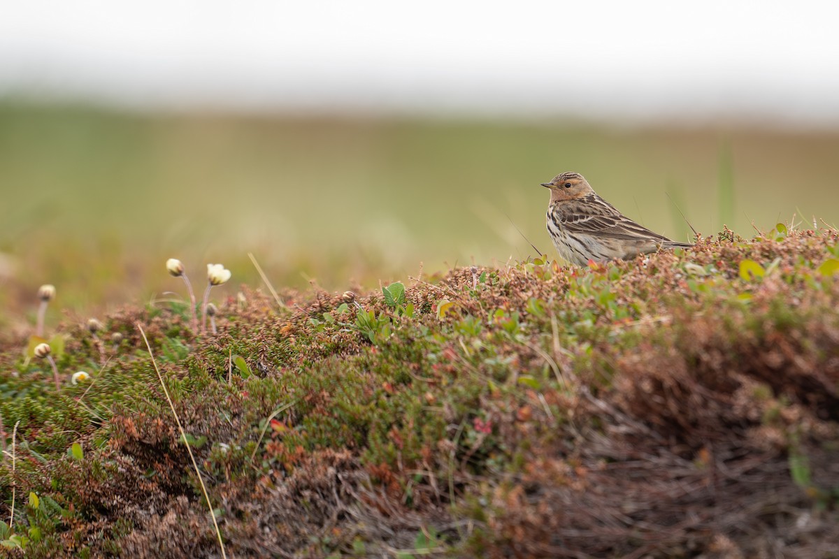 Red-throated Pipit - ML638393679