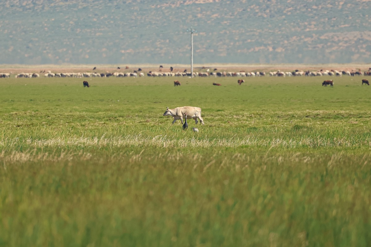White-naped Crane - ML638393682