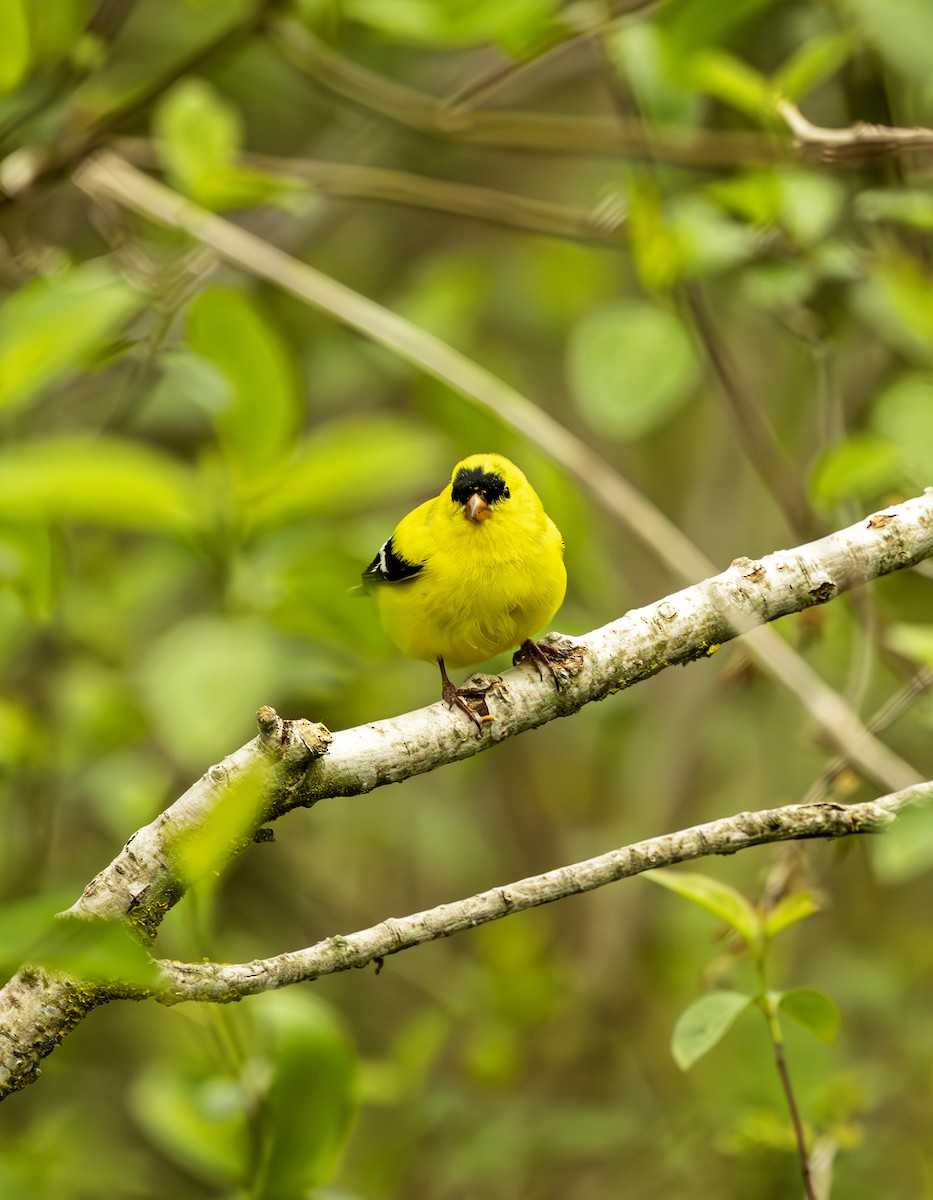 American Goldfinch - ML638393688