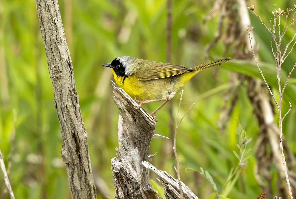 Common Yellowthroat - ML638393691