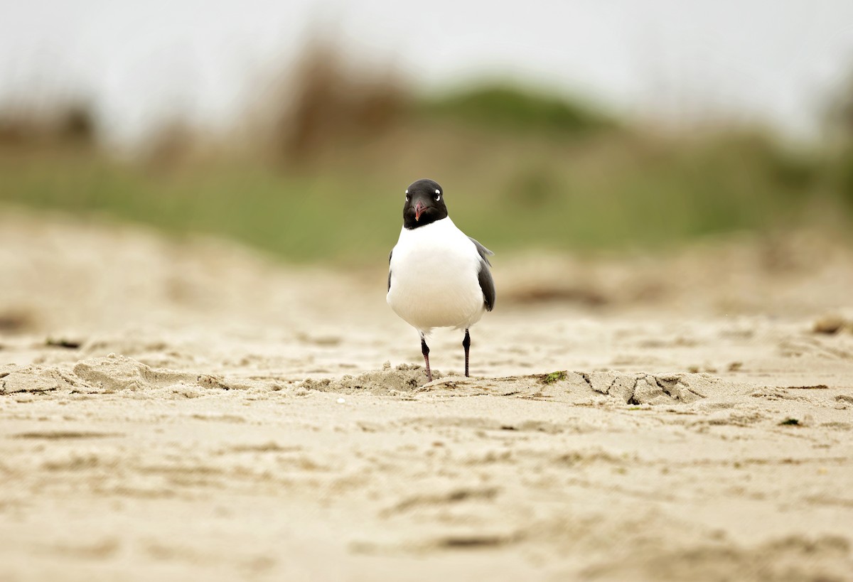 Laughing Gull - ML638393693