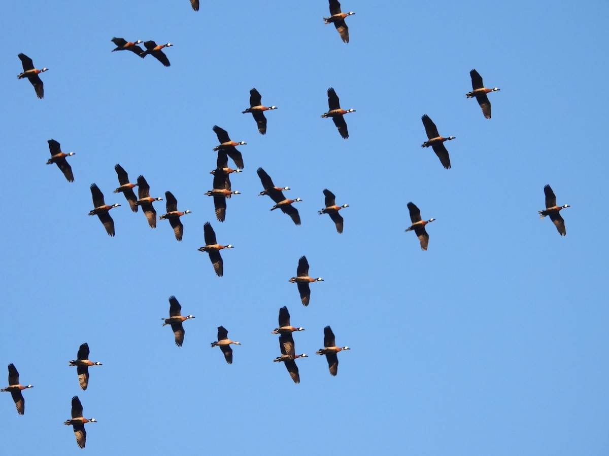 White-faced Whistling-Duck - ML638393698