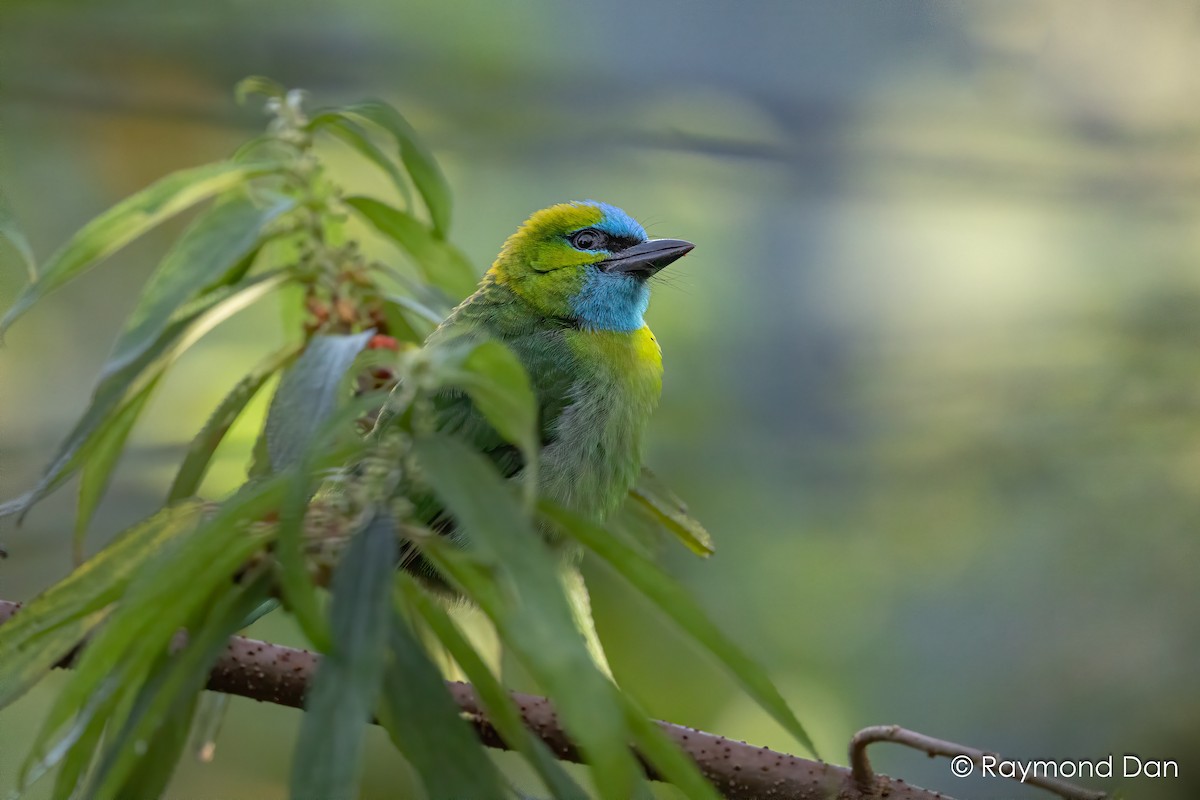 Golden-naped Barbet - ML638393699