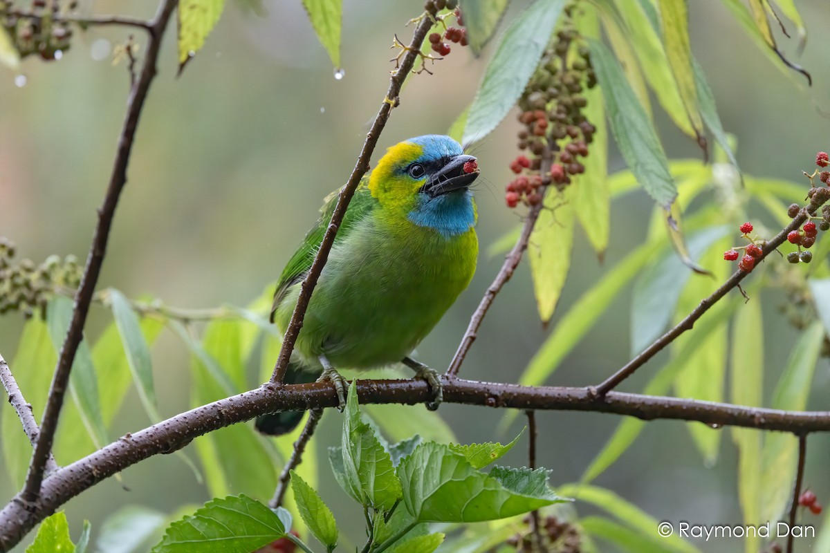 Golden-naped Barbet - ML638393700