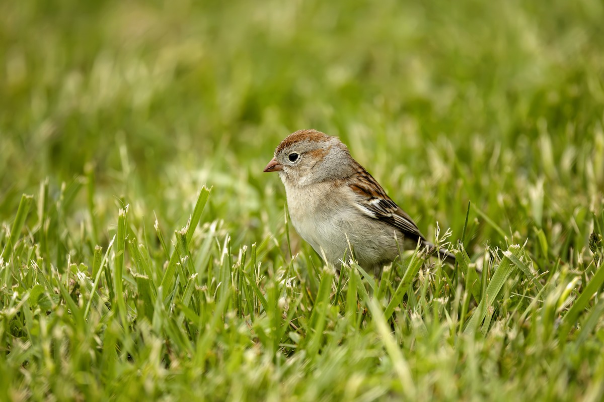 Field Sparrow - ML638393719